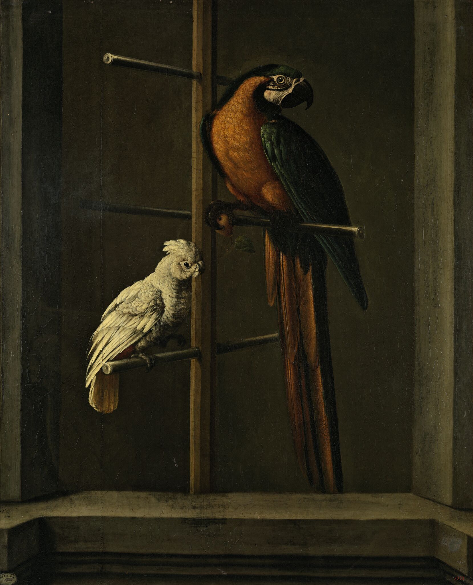 Попугаи, Groot Iogann Fridrikh, 1766