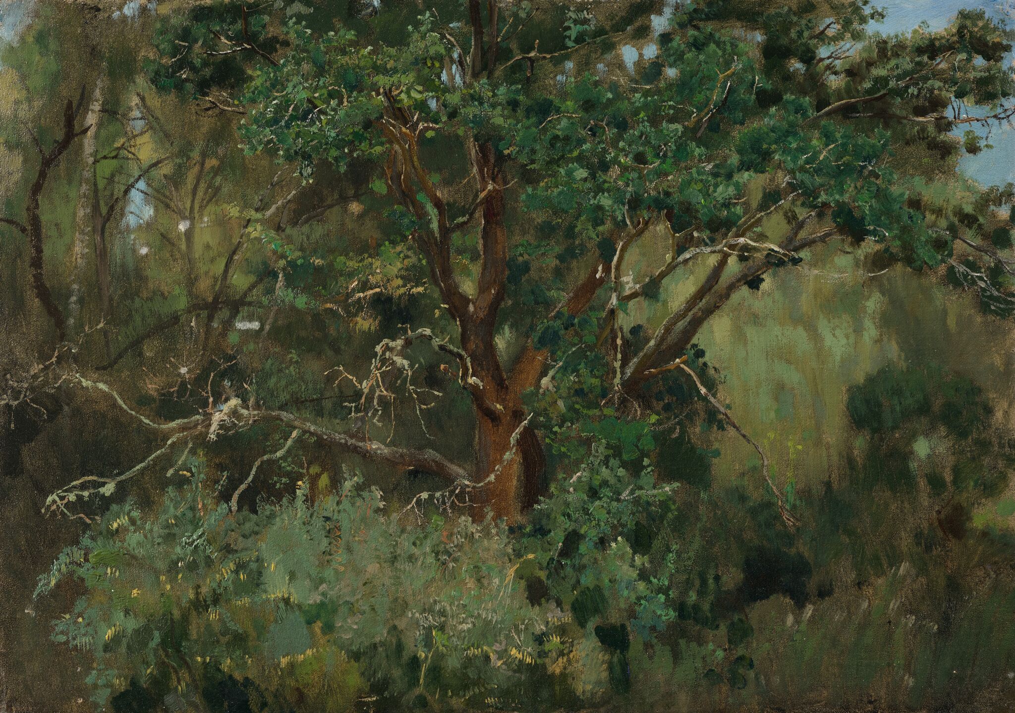 Ахтырский дуб, Viktor Vasnetsov, 1880