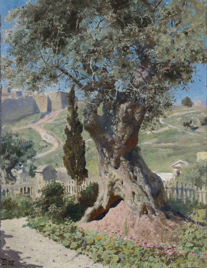 Олива в Гефсиманском саду