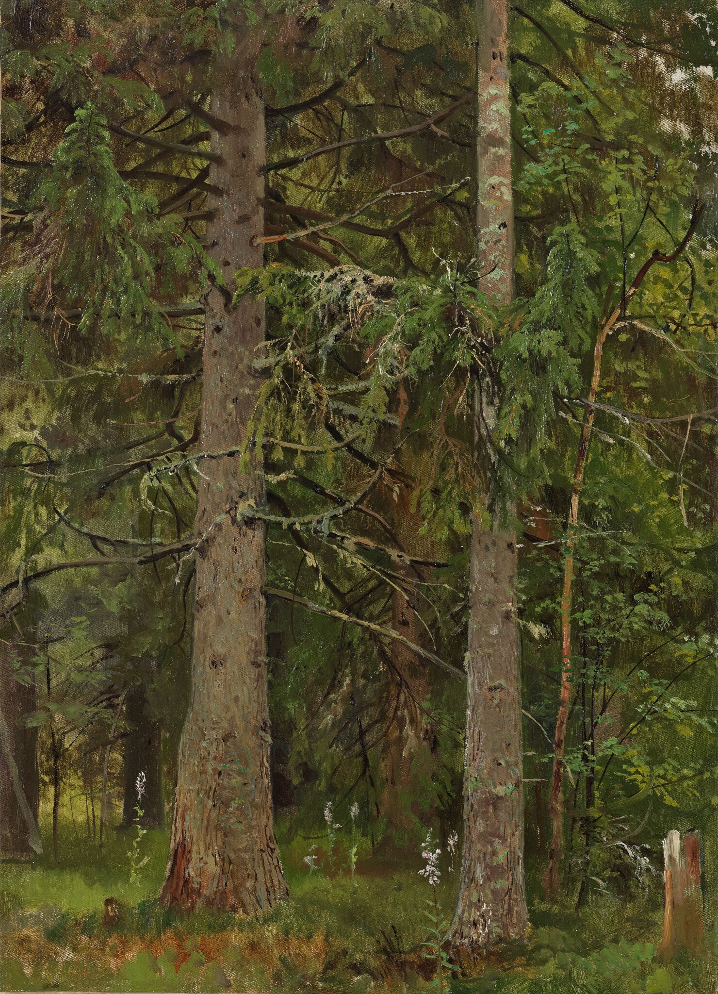 Еловый лес, Ivan Shishkin, 1889-1890