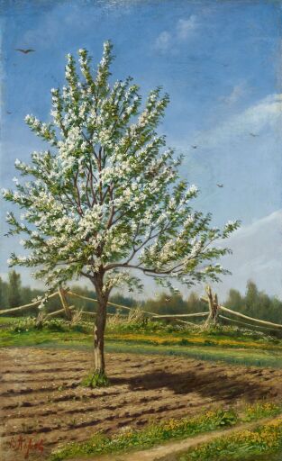 Яблоня в цвету