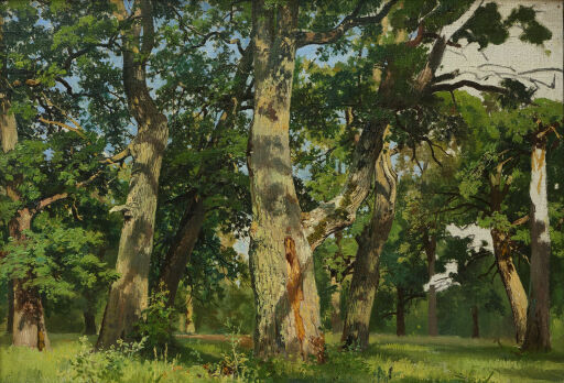 Дубы. Вечер