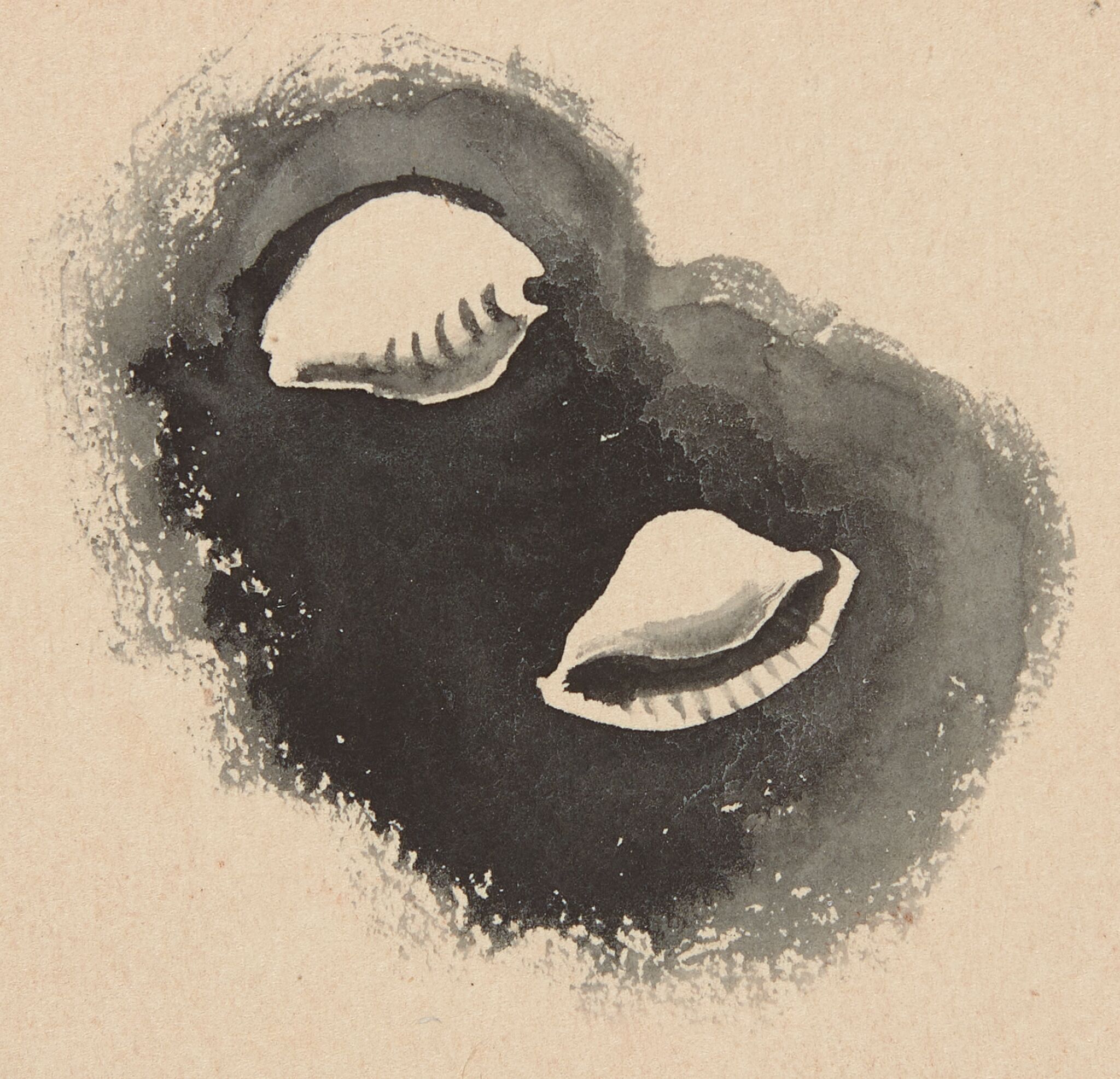 Морские раковины на черном фоне, Nikolay Lapshin, 1933