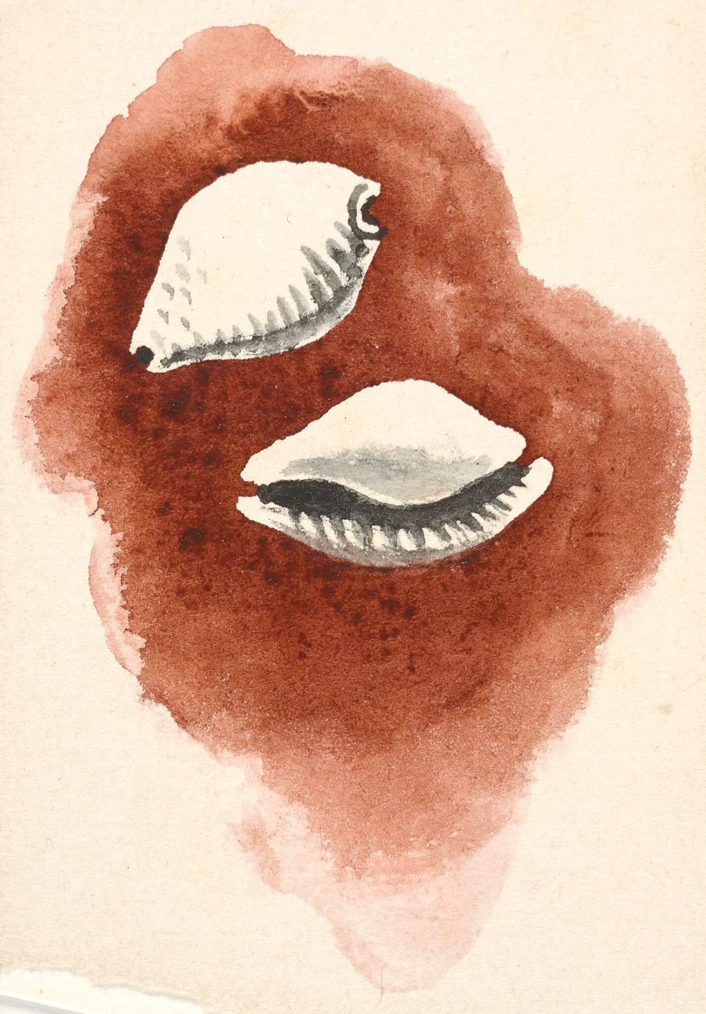 Морские раковины, Nikolay Lapshin, 1933