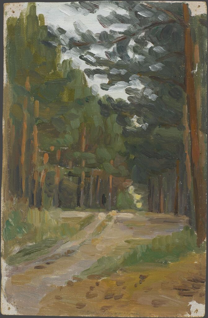 Дорога в сосновом лесу